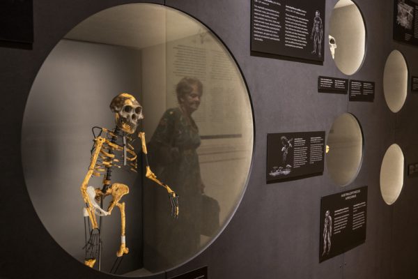  LUCY / NÁRODNÍ MUEZUM/ Architektonické řešení vstupní části expozice Lidé a jejich předci představuje její významnou součást – originální fosilie Lucy a Selam, jedněch z nejstarších a nejvzácnějších známých předků člověka. Tyto fosilie byly v Evropě, a navíc právě v Praze, představeny vůbec poprvé. 